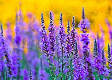 《神秘海域：盗贼传奇合辑》PS5版预告与原版对比