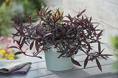 迷你世界侵权《我的世界》纠纷落定 迷你玩赔网易5000万