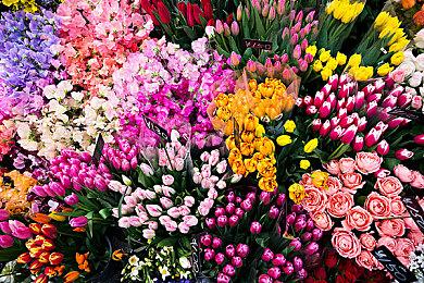  少女都市系列新作《动画都市》上架Steam 温馨日常物语